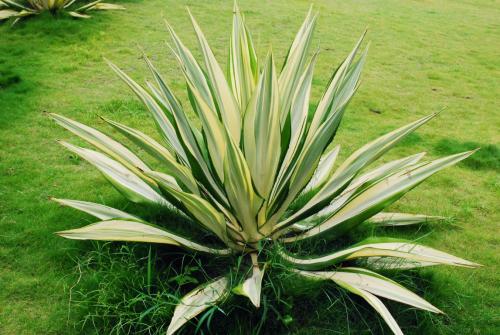 新房装修后摆上这7种家养绿植堪比空气净化器 新房装修后摆上这7种家养绿植堪比空气净化器