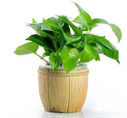 快回迁新居了，这些绿植你值得拥有......