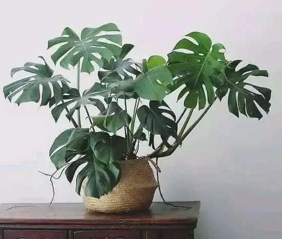 快回迁新居了，这些绿植你值得拥有......