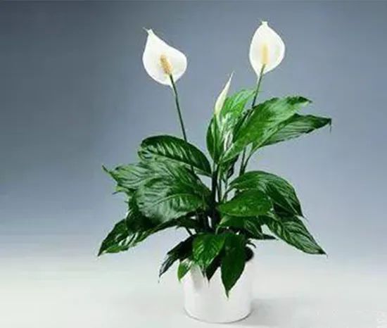 快回迁新居了，这些绿植你值得拥有......