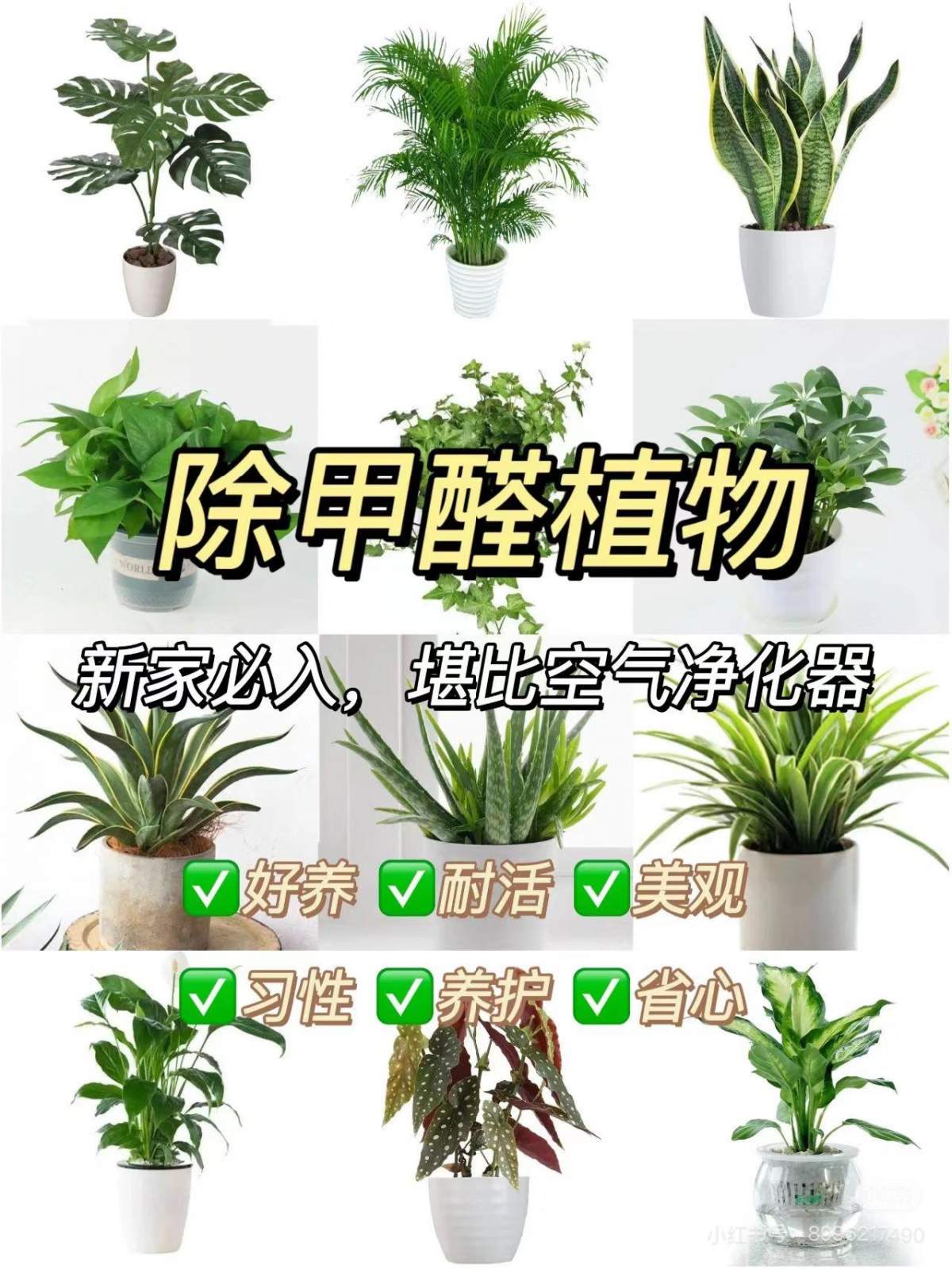 新家入住的時(shí)候，這些植物不僅除味還美觀(guān)